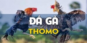 Đá gà thomo tại nhà cái 69vn